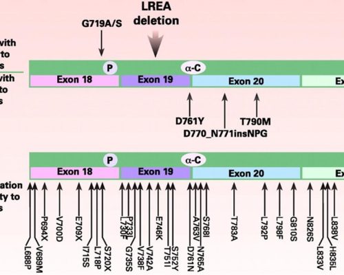 associated with sensitivity to egfr TKIs
