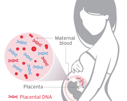 maternal blood
