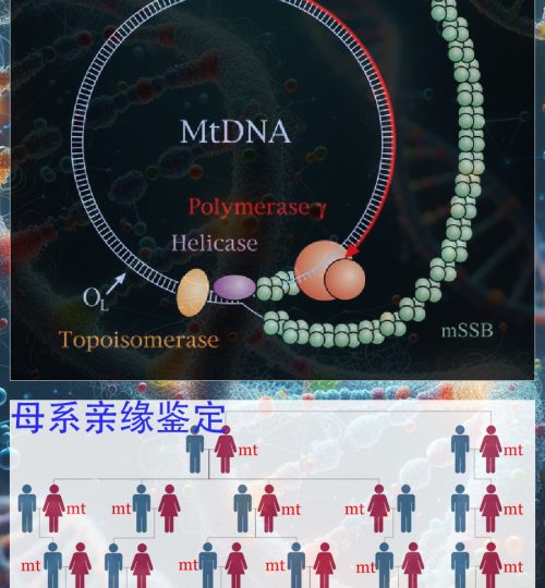 亲缘鉴定（母系）