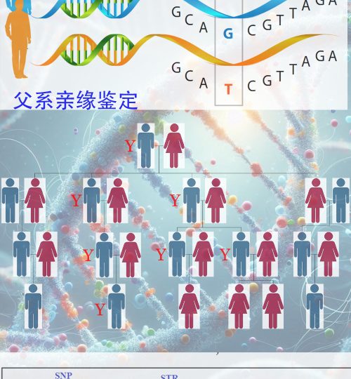 亲缘鉴定（父系）